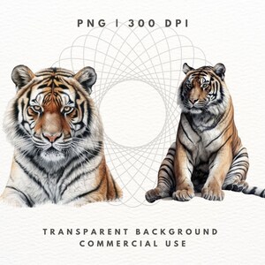Tiger Clipart PNG-paket, Safaridjurbilder (digital nedladdning) bild 6