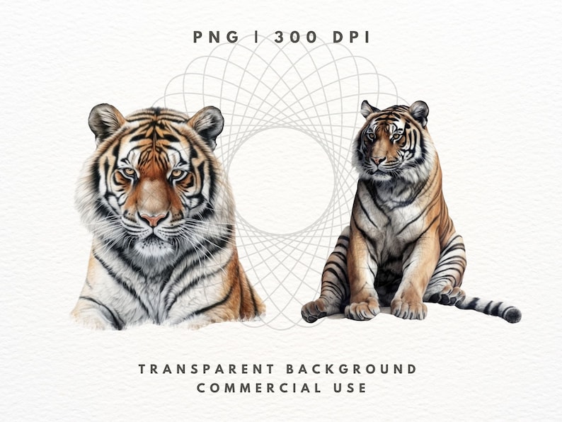 Tiger Clipart PNG-paket, Safaridjurbilder (digital nedladdning) bild 6