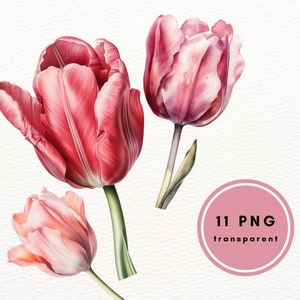 Tulips Clipart bundle, 11 Transparent Clip Art PNG for wallpaper, wrapping paper, stickers, greeting cards, living room wall, commercial use