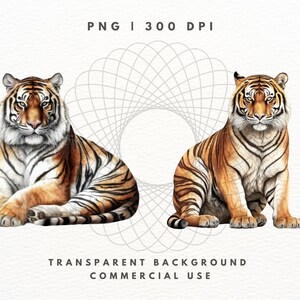 Tiger Clipart PNG-paket, Safaridjurbilder (digital nedladdning) bild 3