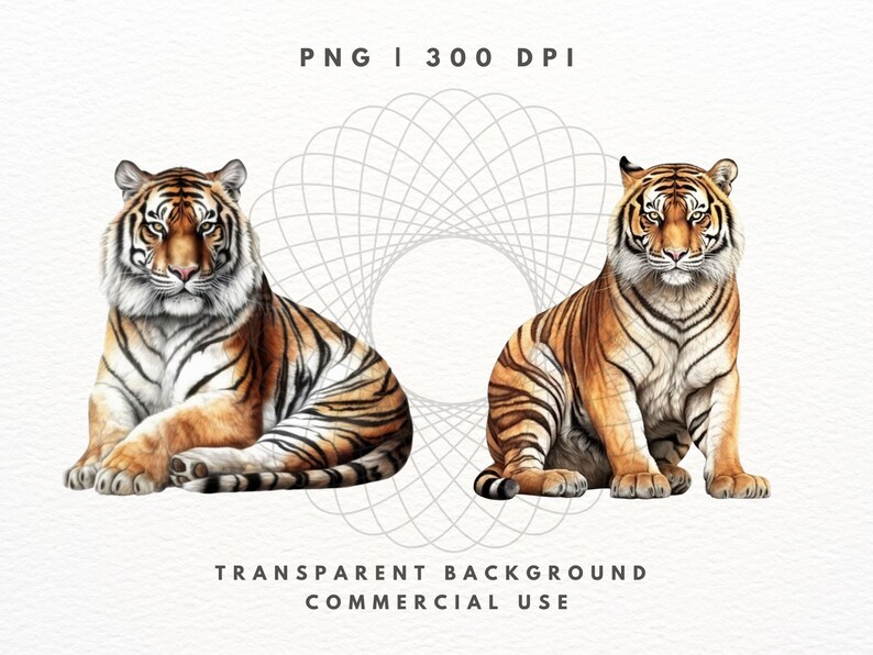Tiger Clipart PNG-paket, Safaridjurbilder (digital nedladdning) bild 3