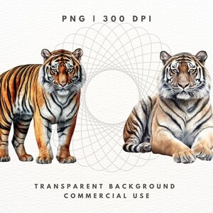 Tiger Clipart PNG-paket, Safaridjurbilder (digital nedladdning) bild 5