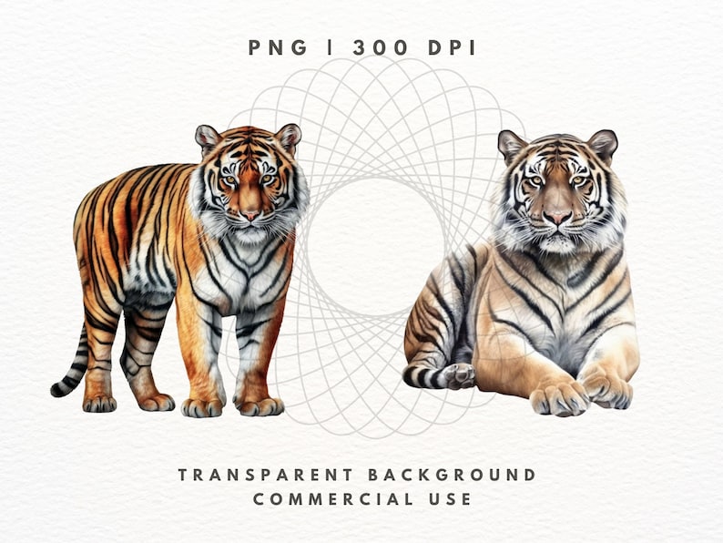 Tiger Clipart PNG-paket, Safaridjurbilder (digital nedladdning) bild 5