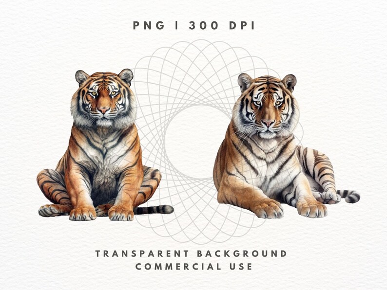 Tiger Clipart PNG-paket, Safaridjurbilder (digital nedladdning) bild 4