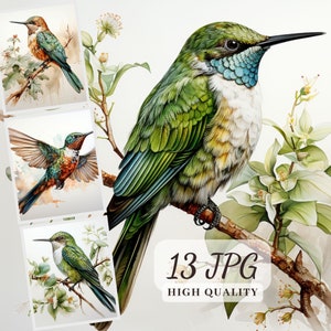 Imágenes prediseñadas de colibríes, 13 ilustraciones JPG, paquete de imágenes de colibríes de acuarela, imágenes de colibríes, descarga digital, sublimación de aves