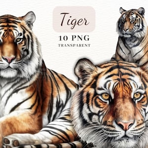 Tiger Clipart PNG-paket, Safaridjurbilder (digital nedladdning) bild 1