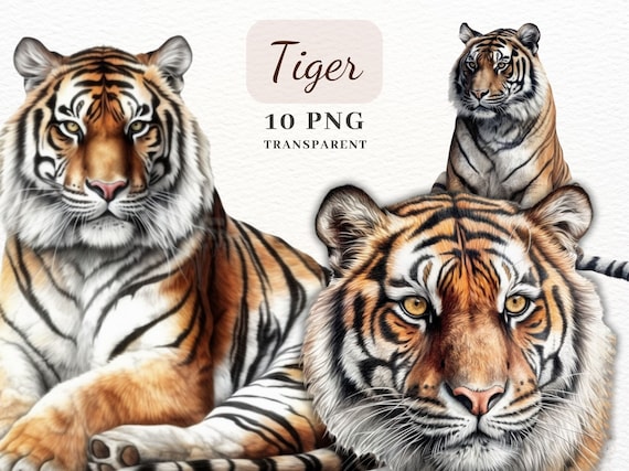 Tiger Clipart PNG, PNG Clipart Bundle, Safari Animals Clipart, 10 High Quality PNG Images, Sublimation, Scrapbooking, Collages, Cards