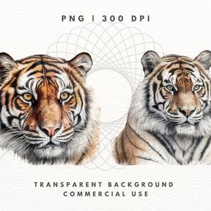 Tiger Clipart PNG-paket, Safaridjurbilder (digital nedladdning) bild 7