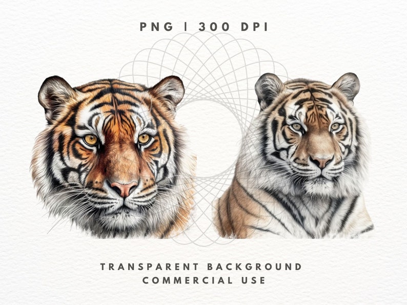 Tiger Clipart PNG-paket, Safaridjurbilder (digital nedladdning) bild 7