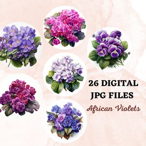 African Violets Clipart, 26 High Quality JPG Illustrations for Cards ...