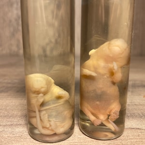 Wet prepped rat pinkies