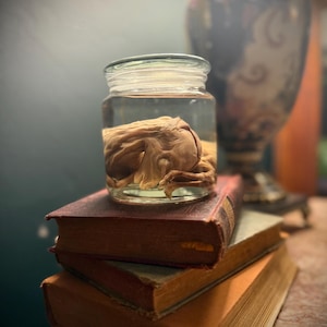 Preterm Fetal Goat Wet Specimen