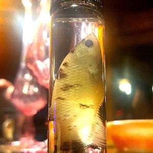 Esemplare umido di pesce Koi Betta