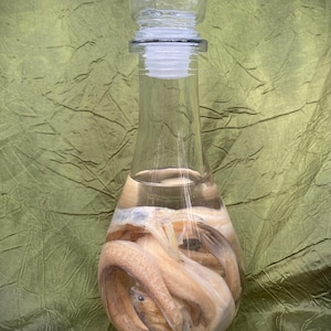 Bottle of Bombay Duck Fish