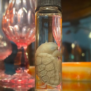 May include: A small, preserved turtle in a clear glass jar with a black lid. The turtle is curled up in a ball, with its shell facing the viewer. The jar is filled with a clear liquid.