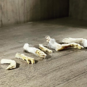 Mummified domestic rat paws- set of 4