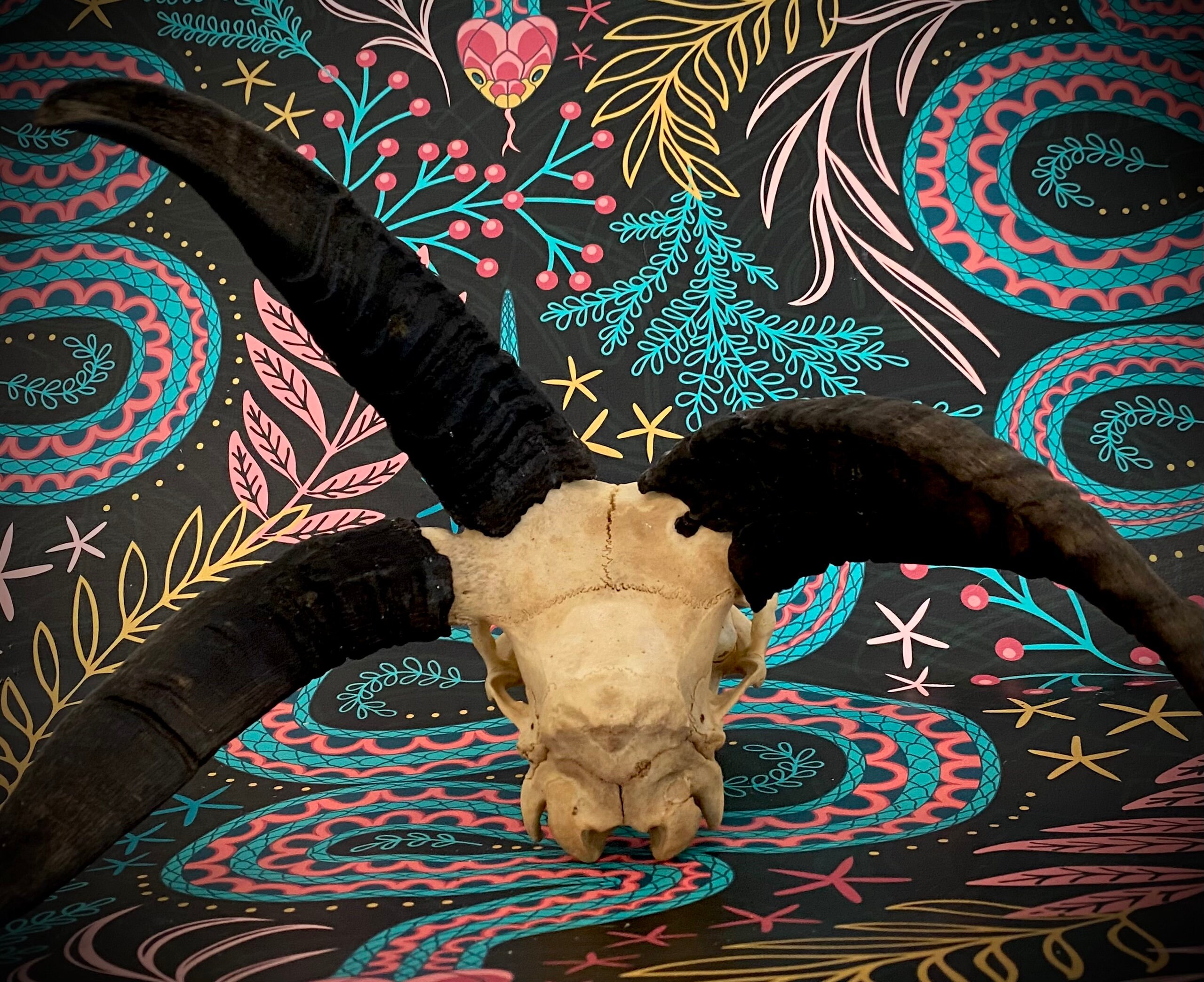 Fused 4 Horn Jacobs Ram Skull 3 Horn Ram - Etsy