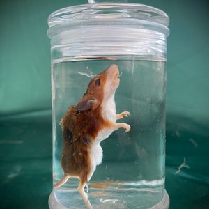 Adult African Pygmy Mouse Wet Specimen