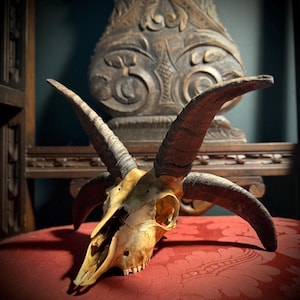 4 Horn Jacob’s Ram Skull