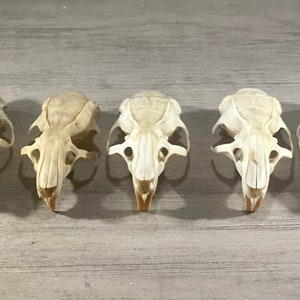 Cleaned, raw rat skulls lot of 5
