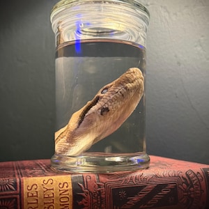 May include: A preserved snake head in a clear glass jar with a lid. The jar sits atop a vintage book with gold lettering that reads "CHARLES KINGSLEY'S SERMONS". The snake head is tan and brown.