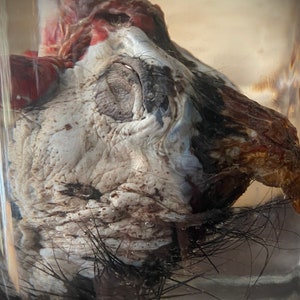Humane Guinea Fowl Wet Specimen