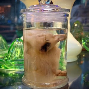 Muscovy Duckling Wet Specimen- ethically sourced