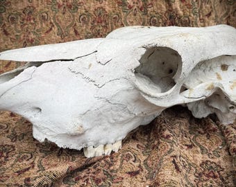 Cráneo de vaca - encontrado en el campo - de origen ético