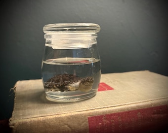 Hatchling African Dwarf Mud Turtle- Wet Specimen