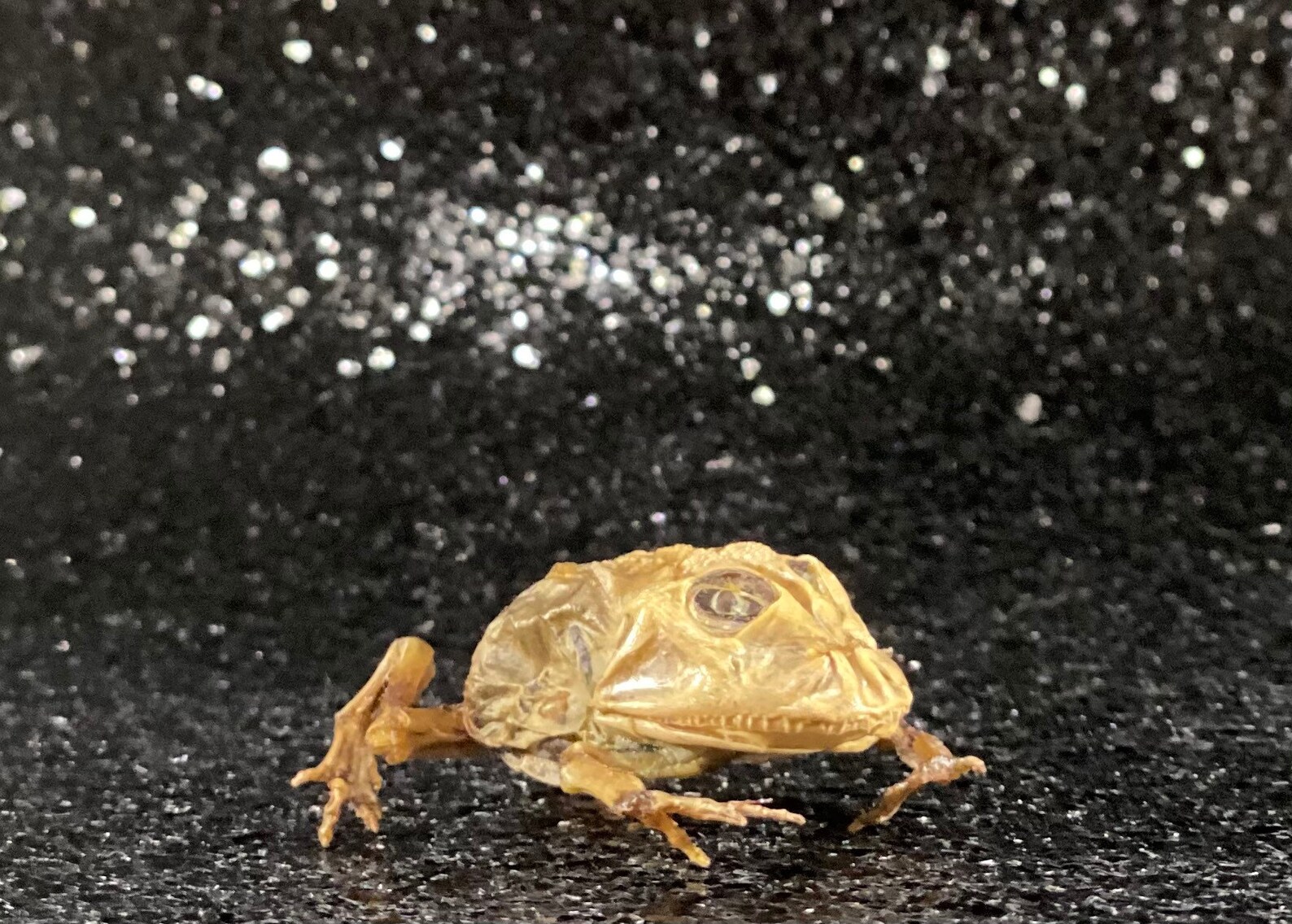 Mummified albino Pac-Man frog | Etsy