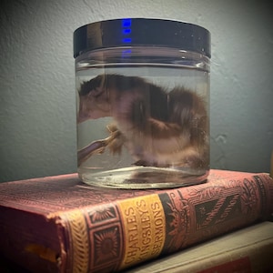 Duckling Wet Specimen