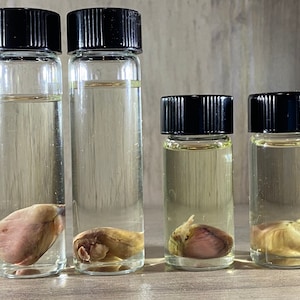 Wet Prep- Rat Heart