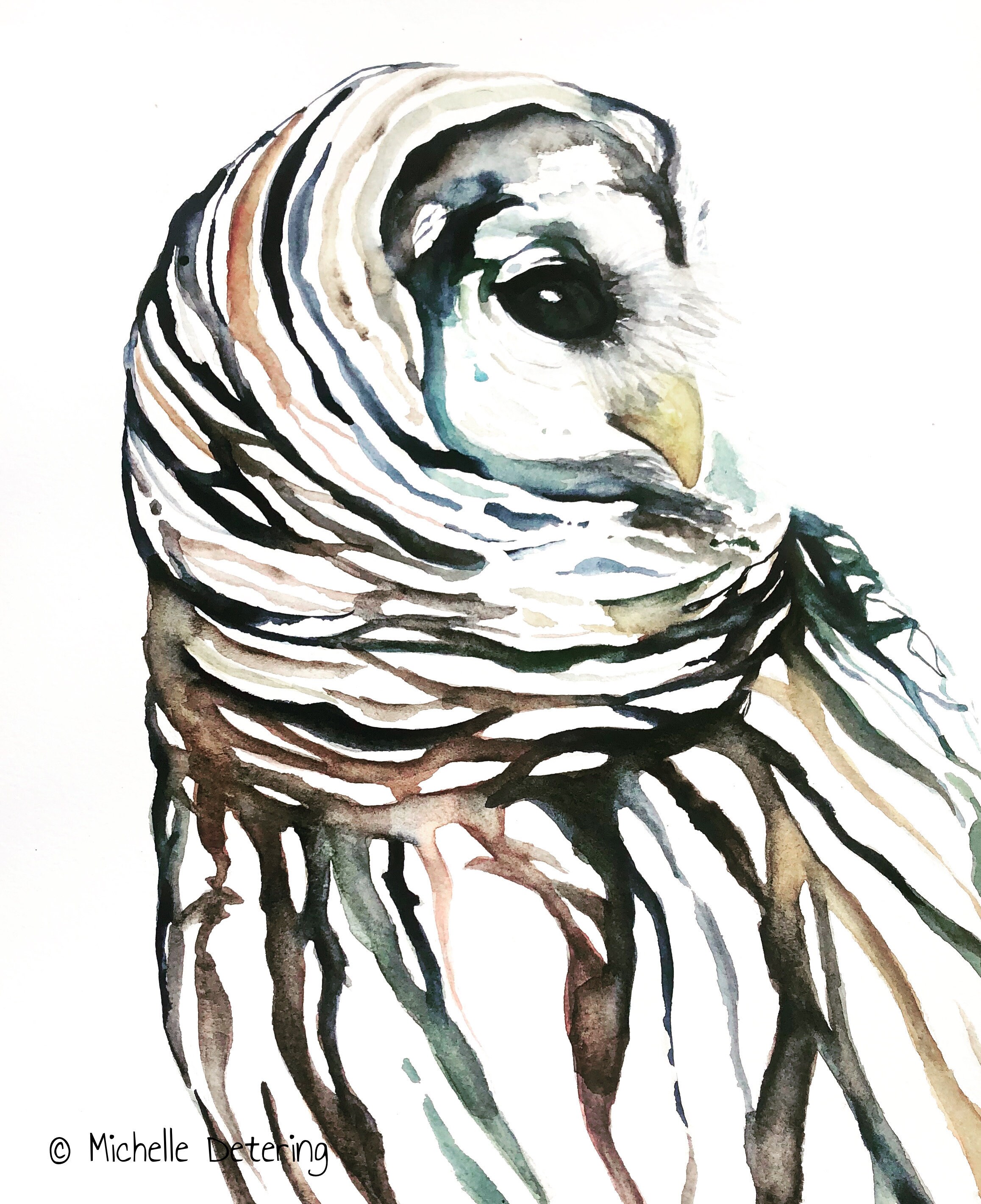 Owl Watercolor - Watercolor Print, Barred Owl Art, Barred Owl Watercolor, Barred Owl Decor, Woodland