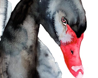 May include: Watercolour painting of a black swan with a red beak and eye. The swan's feathers are a mix of black and grey, with the head and neck in a downward pose. The artwork is on a white background. Copyright Michelle Detering.