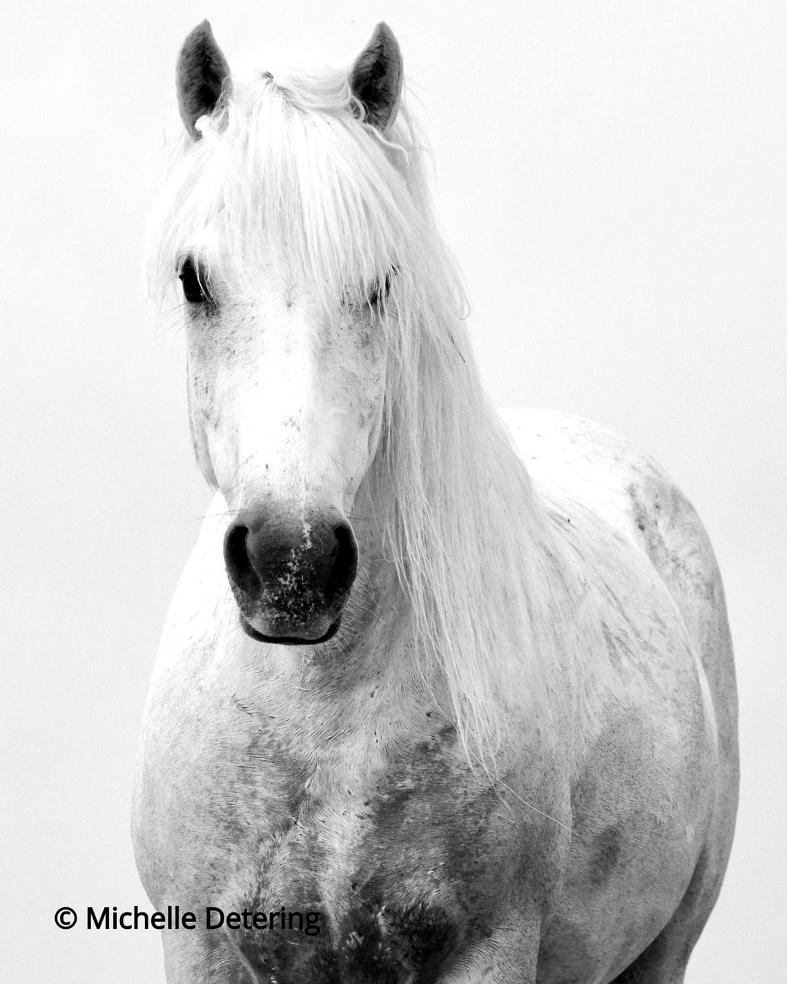 White Horse Study Wild Horse Art Horse Photography Horse Etsy