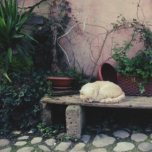 the sleeping cat, photography, Print,