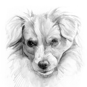 Custom Pet Pencil Drawing - Original 8x10 Drawing Of Your Pet- Dog Portrait Drawing- Pet Portrait Drawing- Cat Portrait