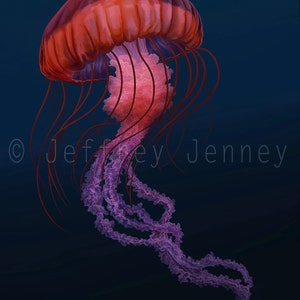 Jellyfish Print - Fine Art Print From An Original Painting  - 8x10 - By Jeffrey Jenney - Ocean Art - Pacific Sea Nettle - Jelly Fish Art
