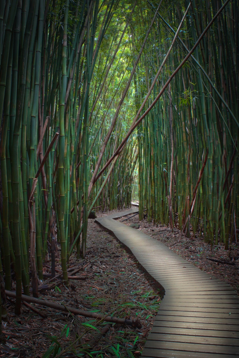 Road to Hana Maui Hawaii Bamboo Forest Fine Art Photography Relax