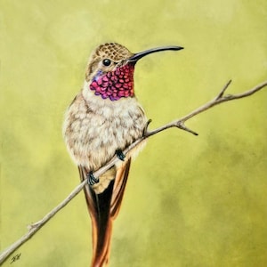 Disegno originale incorniciato di un colibrì