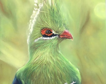 turaco portrait “the green ghost of the forest”