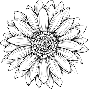 May include: A black and white line drawing of a large daisy flower with many petals.