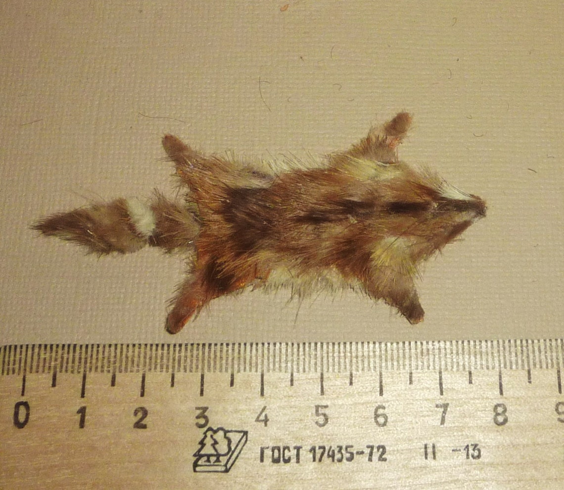 Reallistic Dollhouse miniature fox fox skin Etsy