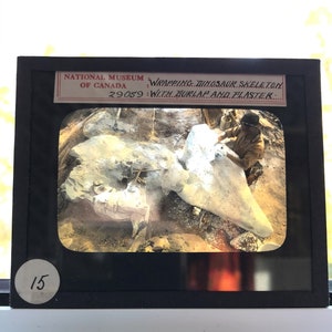 May include: A black and white photograph of a person wrapping a dinosaur skeleton with burlap and plaster. The image is labeled "National Museum of Canada" and "29059: WRAPPING DINOSAUR SKELETON: WITH BURLAP AND PLASTER..."