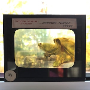 May include: A vintage slide from the National Museum of Canada featuring a snapping turtle. The turtle is a yellowish-green color, with a detailed shell and head. The slide is in a black frame, with the text "SNAPPING TURTLE" and "4.4.2.18".
