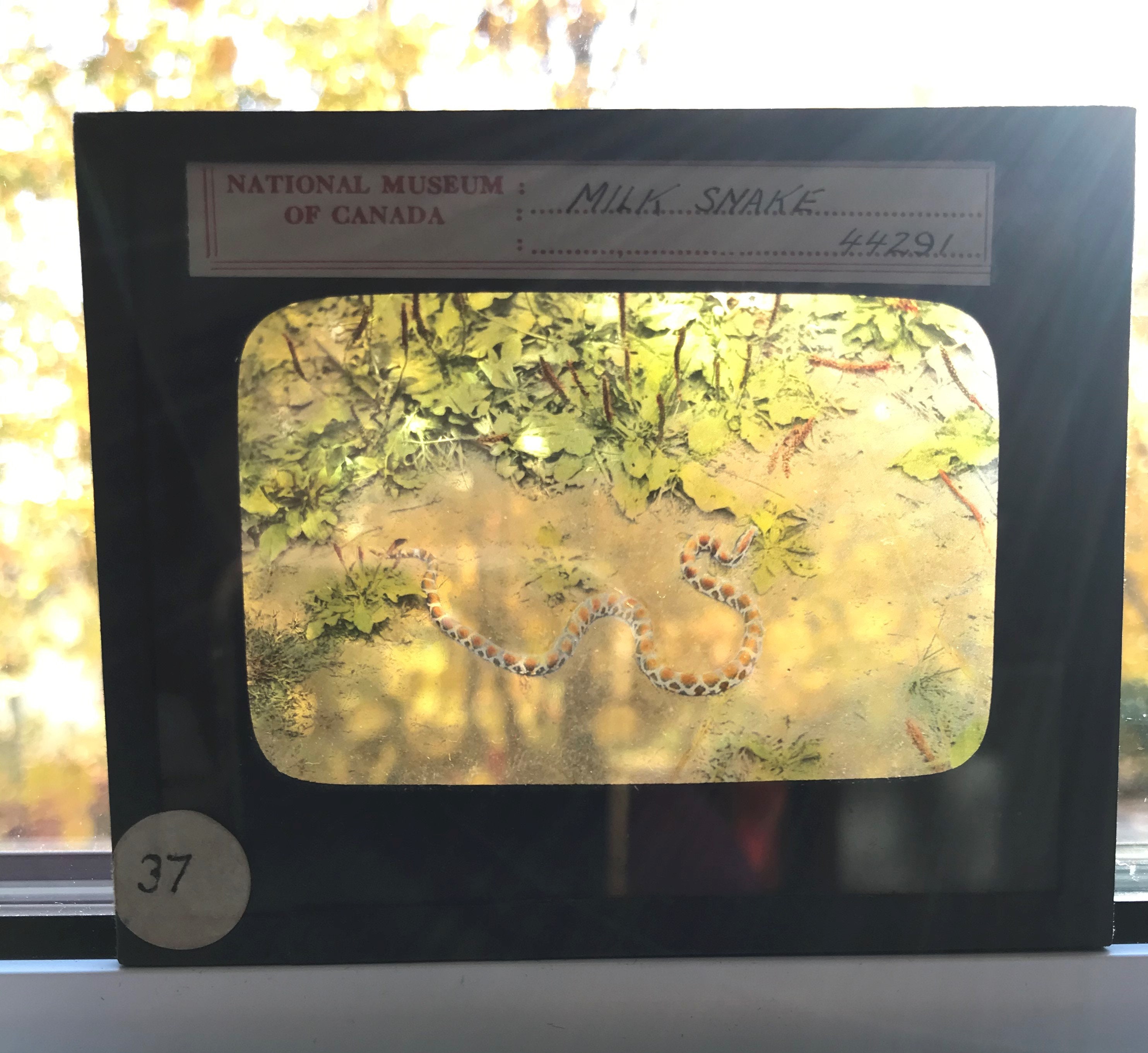 Antique 'Milk Snake' Glass Lantern Slide - National Museum of Canada Amphibians & Reptiles - History Science Naturalist library decor