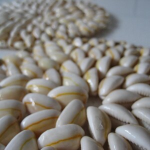 May include: A close-up of a decorative arrangement of white seashells with a subtle yellow stripe. The shells are arranged in a pattern, creating a textured and organic look.