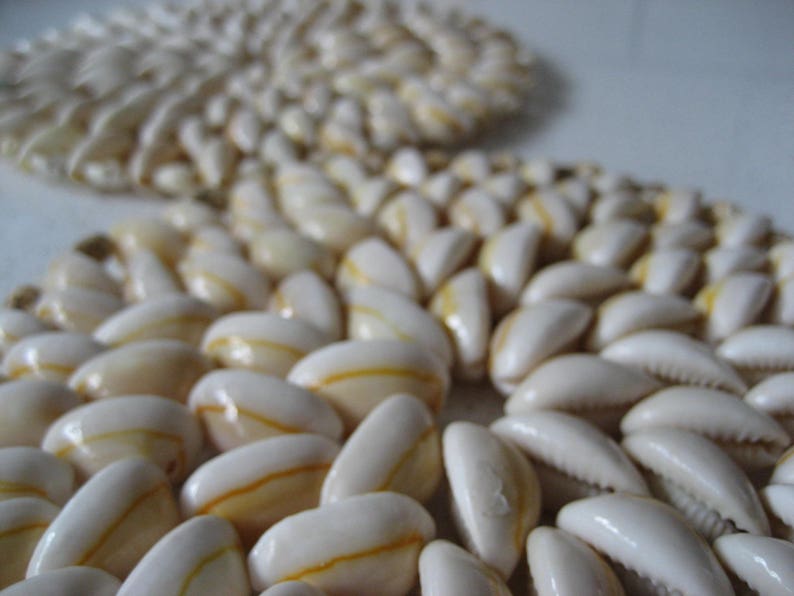May include: A close-up of a decorative arrangement of white seashells with a subtle yellow stripe. The shells are arranged in a pattern, creating a textured and organic look.