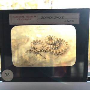 Könnte beinhalten: Eine Nahaufnahme einer Erdnatter, eine Art ungiftiger Schlange, die sich auf einer sandigen Oberfläche zusammengerollt hat. Das Bild stammt aus dem Nationalmuseum von Kanada und ist mit "Gopher Snake" und der Nummer 63182 beschriftet.