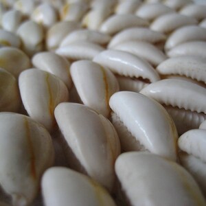 May include: A close-up of a collection of white cowrie shells arranged in a pattern. The shells have a smooth, glossy finish and a slight yellow hue.